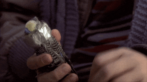 IMG_5188.gif