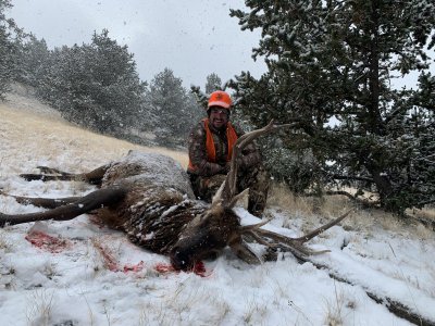 Co elk 22.jpg