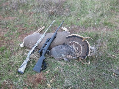 pheasant,dove,deer nov 10-14 053.JPG