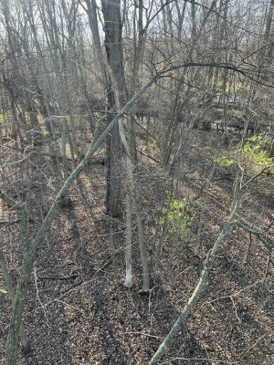 IMG_6367.jpeg