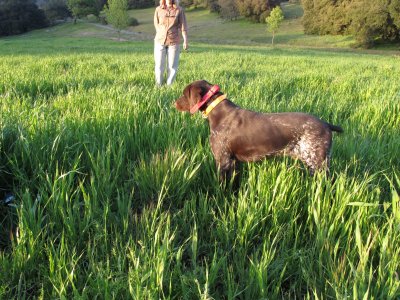 kennel web site pictures 160.jpg