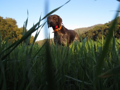 kennel web site pictures 166.jpg
