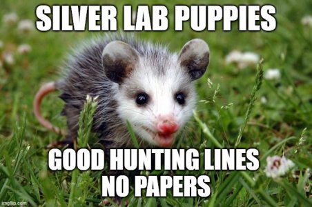 silverlabs2.jpg