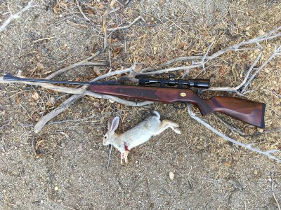 rabbit rabbit.JPG