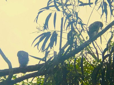 coopers hawk.JPG