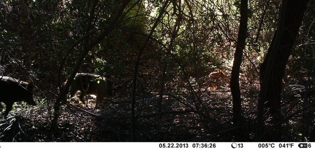 3 wild boar.JPG