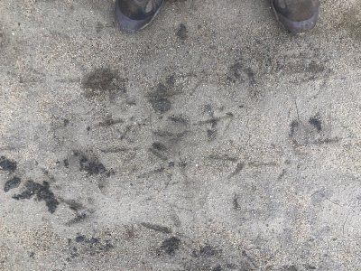 turkey tracks'24.JPG