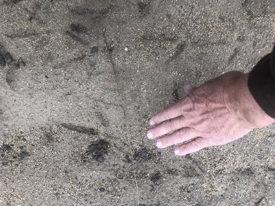 turkey tracks 47.JPG