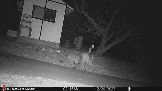 lion with kittens 1-15-24.JPG