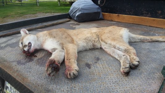 Montana lion on Mitch's.JPG