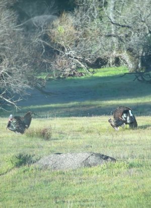 IMG_5484 - frame at 0m3s.jpg