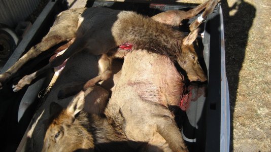 Fred's Ranch Pics 016.jpg