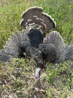 24 turkey.jpg