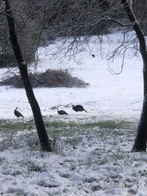IMG_5056 - Copy.JPG