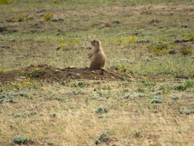 Montana praire dog '22.JPG