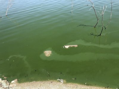henshaw green algae.JPG