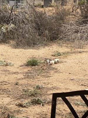 Piebald squirrel.JPG
