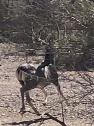 D-12 buck 2.JPG