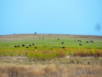 Henshaw turkeys and geese 10-24.JPG