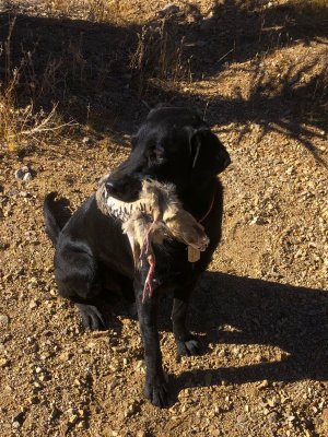 Coley with chukar '24.JPG