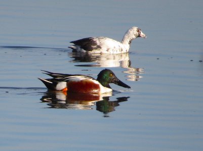 white coot & spoon kern nwr.JPG