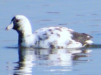 white coot.JPG