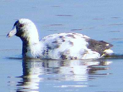 white coot.JPG