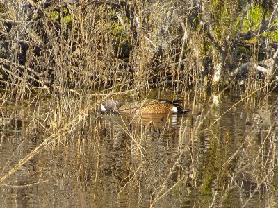 IMG_1200.JPG