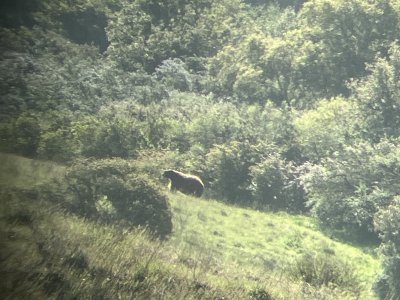 IMG_1217.jpeg
