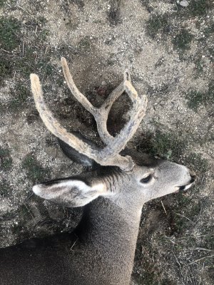 Anthony's buck '23.JPG