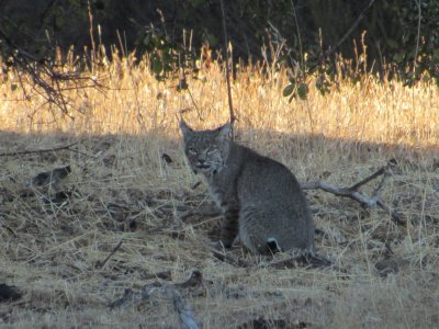 mcc bobcat 10-24.JPG