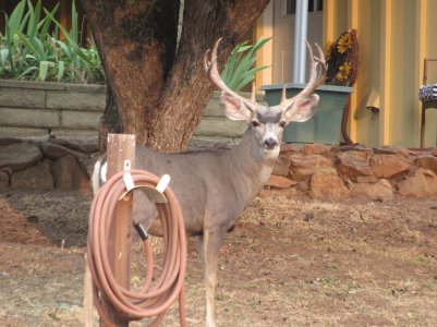 big buck PH.JPG