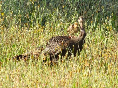 bearded hen with poult 6-4-25.JPG