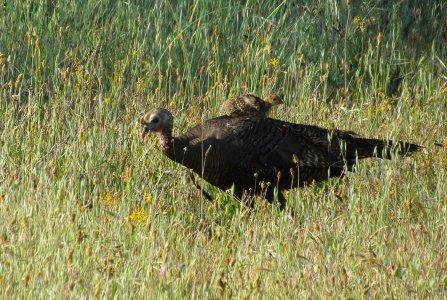 Bearded hen & poult 6-4-25.JPG