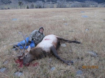 montana elk 2012.jpg