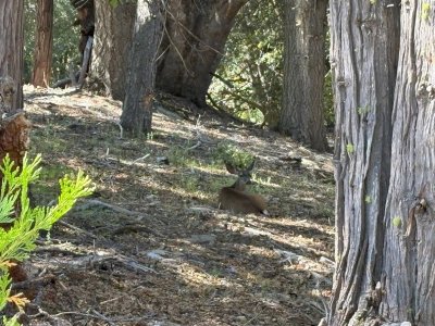 french valley deer.jpg