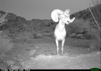 desert bighorn 2925.JPG