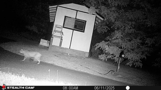 bobcat 6-12-25.JPG