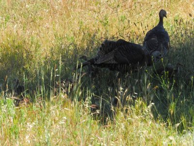 IMG_1736.JPG