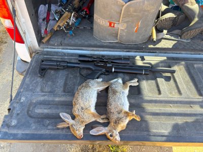 rabbit 7-1-25.jpg