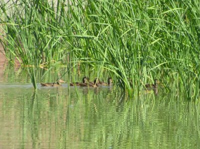 san j mallard brood 7-12-25.JPG san j mallard brood 7-12-25.JPG