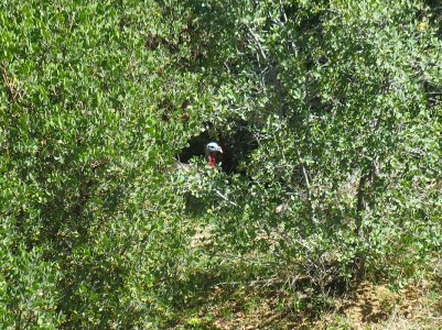 turkeys 3-13-12 037.JPG