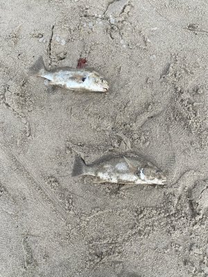 IMG_0640.jpeg