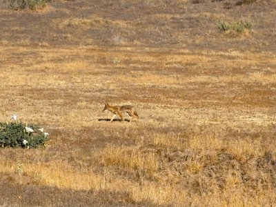coyote 32 7-31-25.jpg