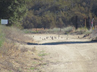 mcc quail 7-31-25.JPG