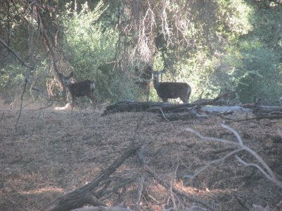 deer 7-31-25.JPG