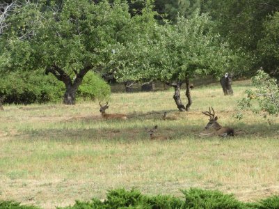 bucks 7-31-25.JPG