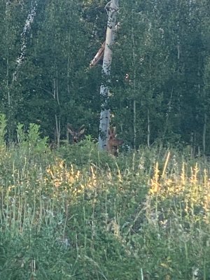 IMG_7345.jpeg