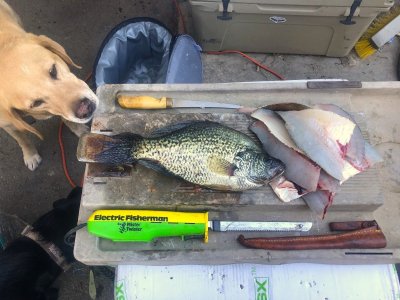 Henshaw crappie '25.JPG