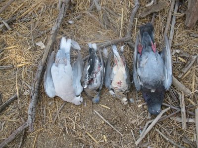 dove opener 9-1-11 029.JPG